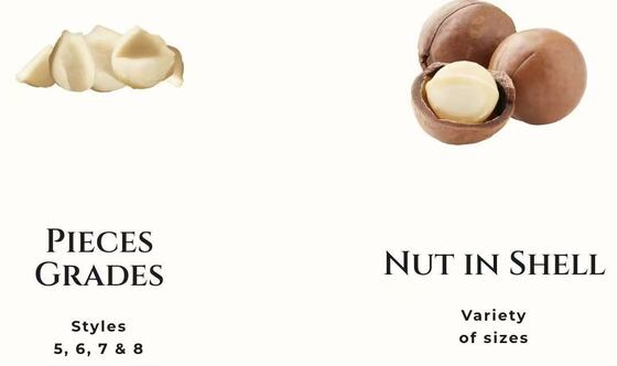 Quality Kosher Certified Nutritious Nut Mix Containing Almond Cashew Walnut Pistachio Designed for Specialty Food Suppliers factory